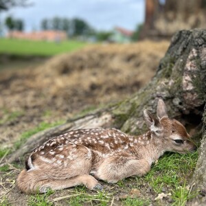 Začátek léta je v táborské zoo ve znamení mláďat