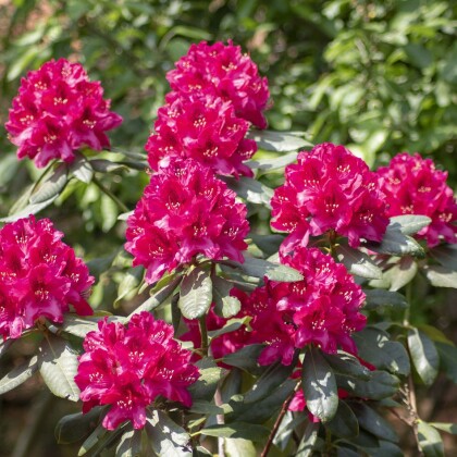 Rododendrony