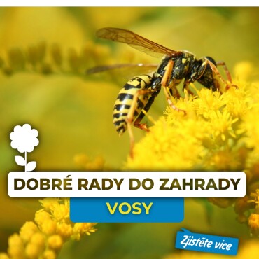 Vosy na zahradě