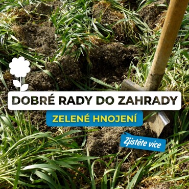 Zelené hnojení: Tajemství bohaté úrody i v zimě!